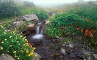 Living Olympic National Park Screensaver screenshot